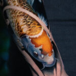 Koi fishes