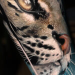 Ocelot 2